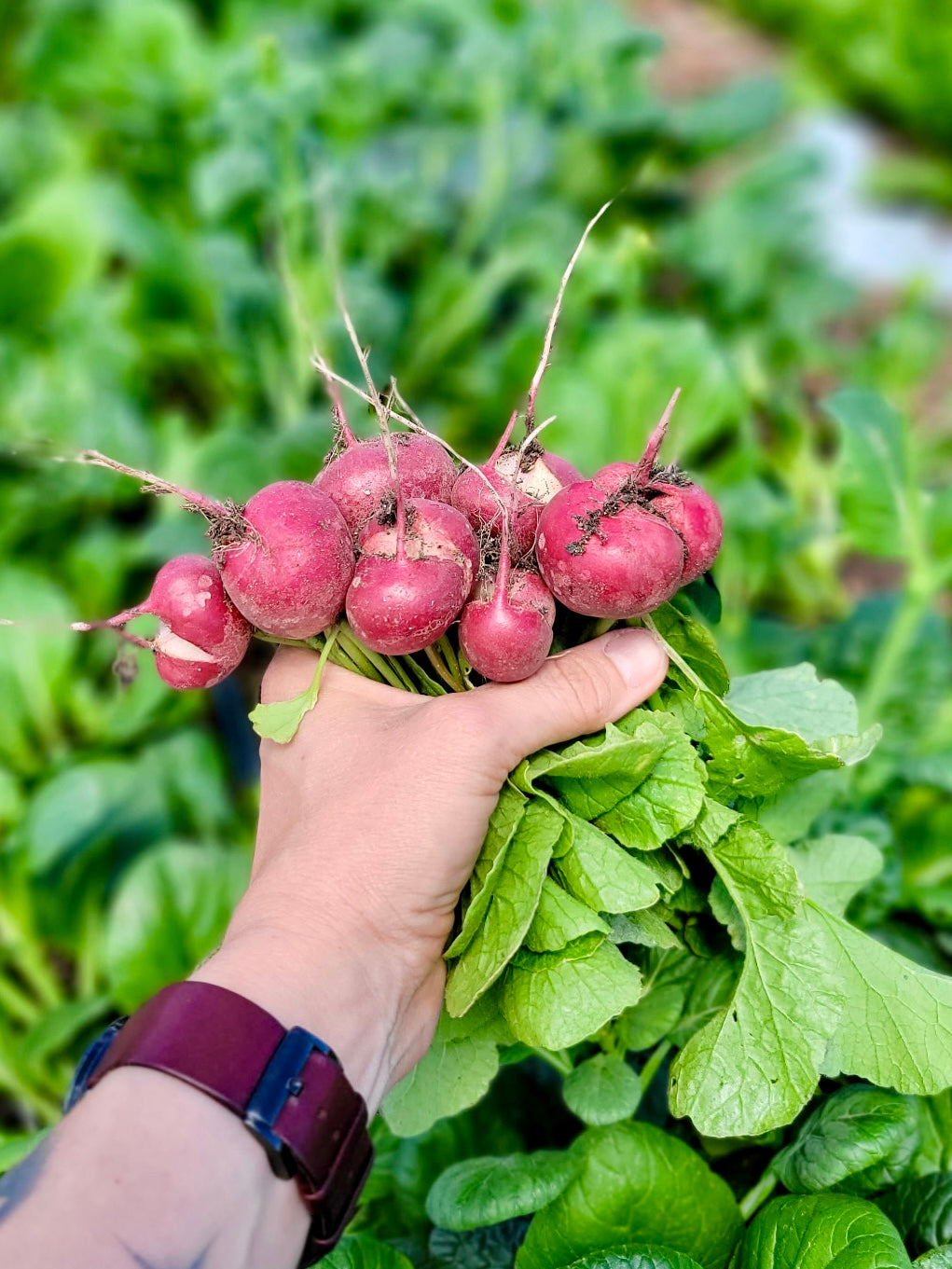 Radishes (bundle)