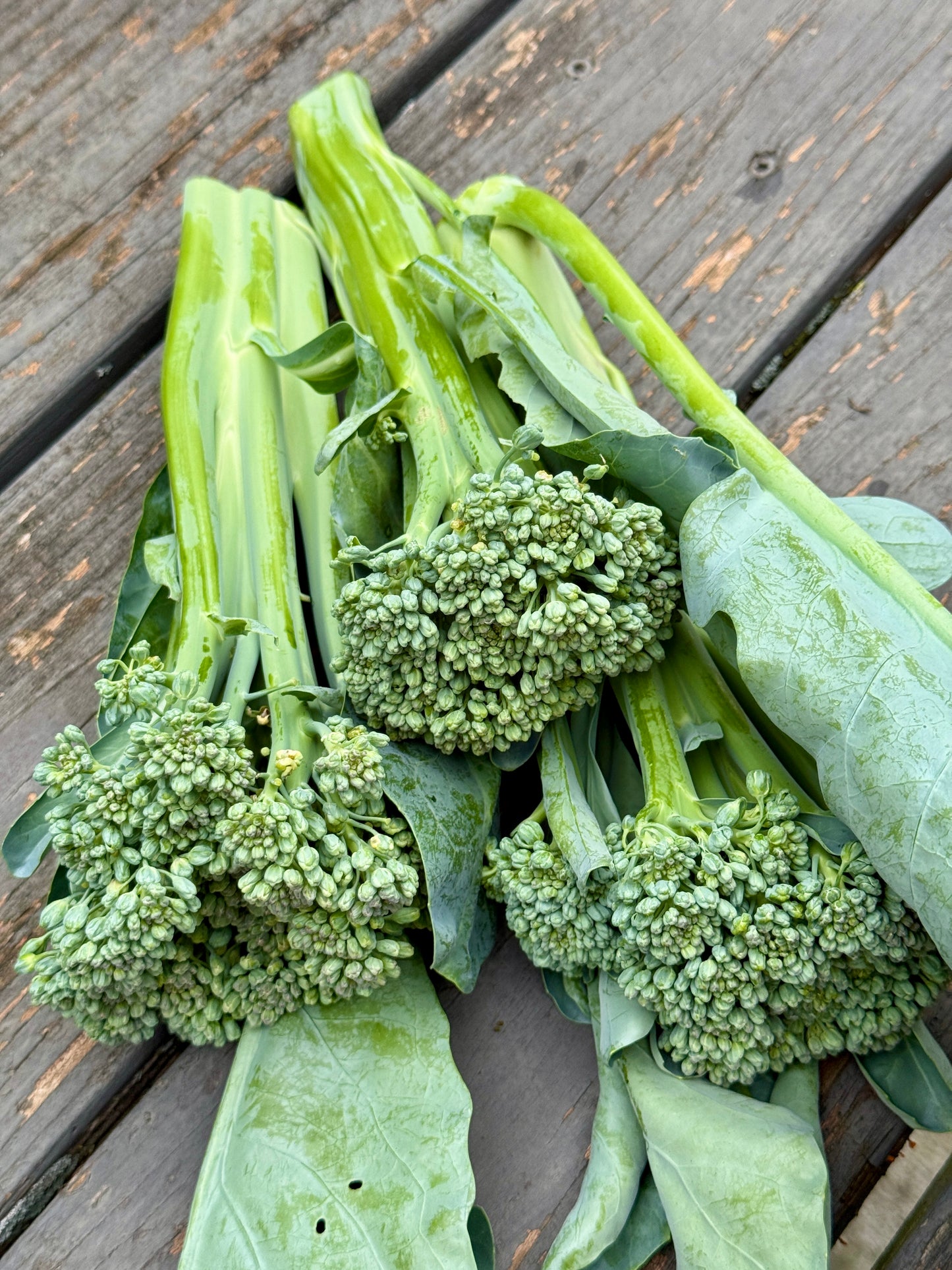 Mini Broccoli (bundle)