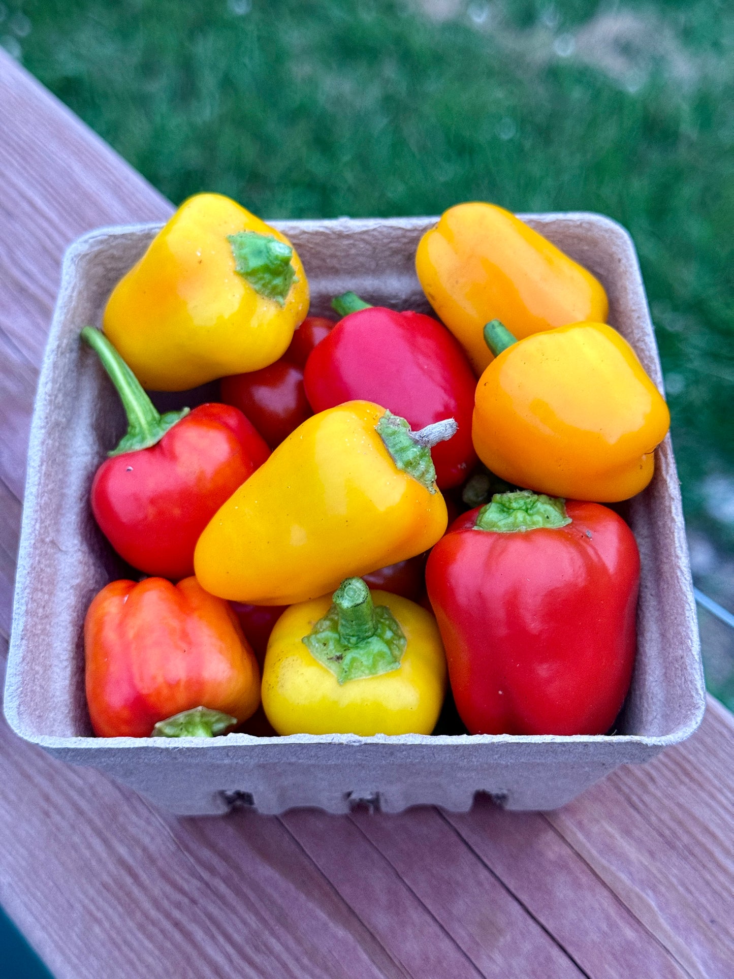 Lunchbox Peppers (pint)