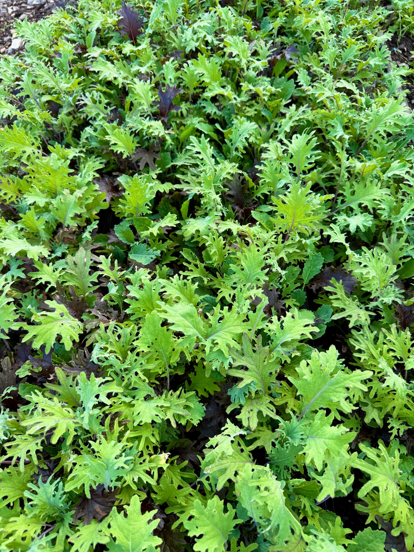 “Kalebration” Leafy Kale Mix (6 oz.)