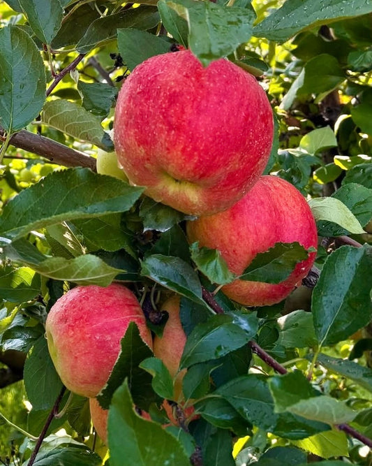 Apples (Gala)