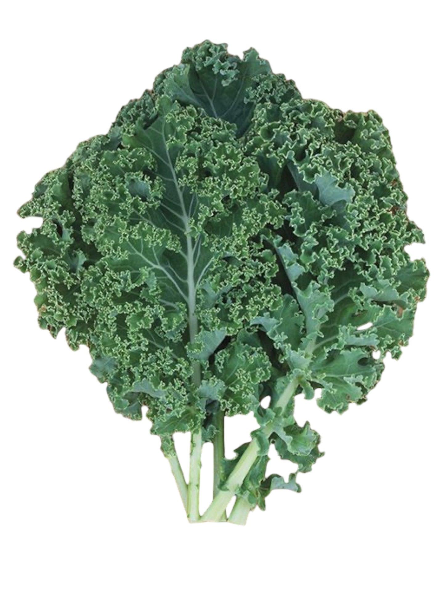 Curly Kale (bundle)