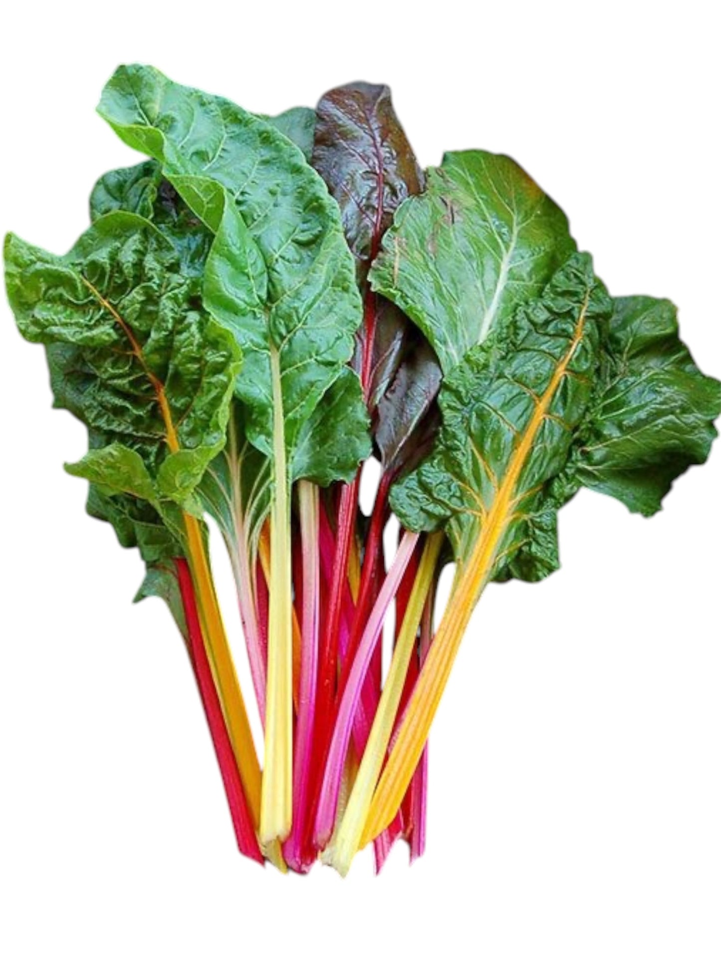 Rainbow Swiss Chard (bundle)