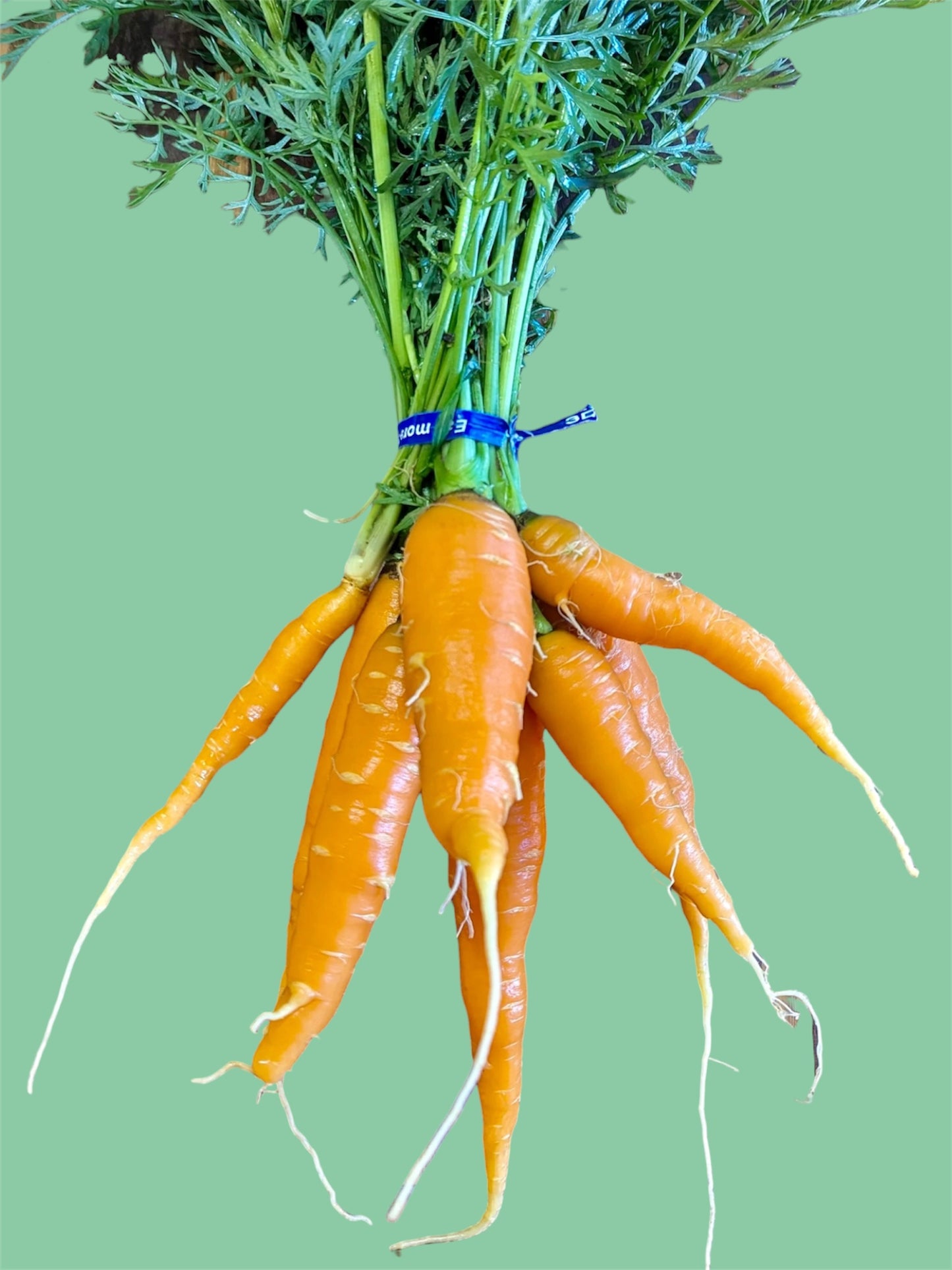 Carrots (bundle)