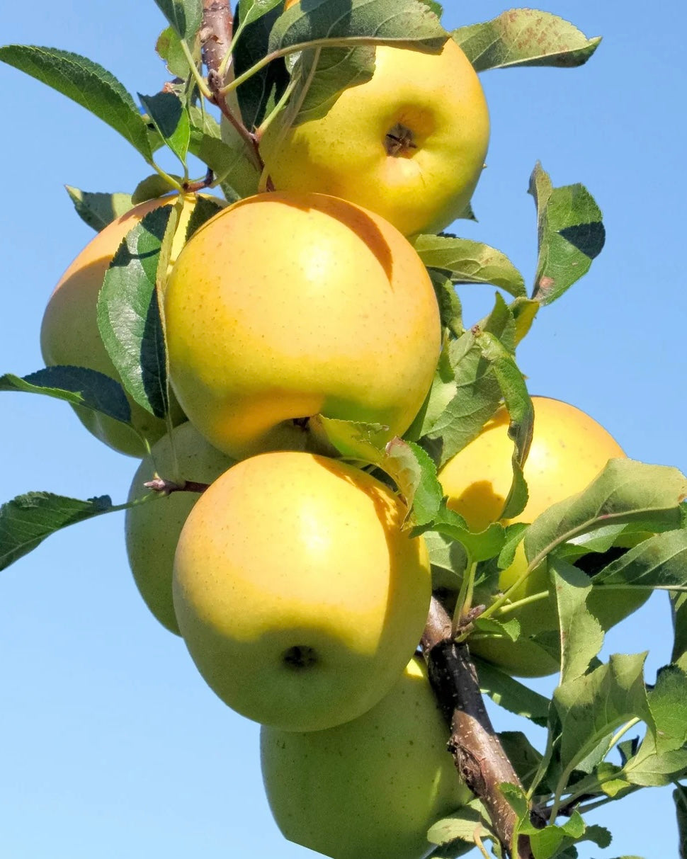 Apples (UltraGold)