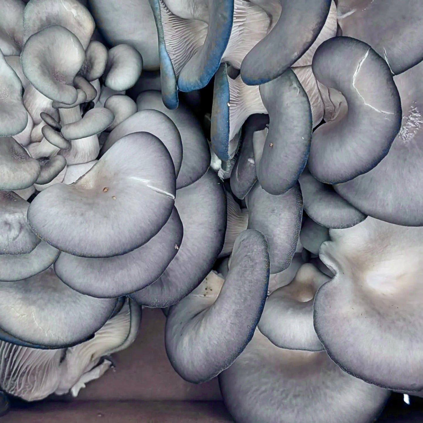 Blue Oyster Mushrooms (6 oz.)