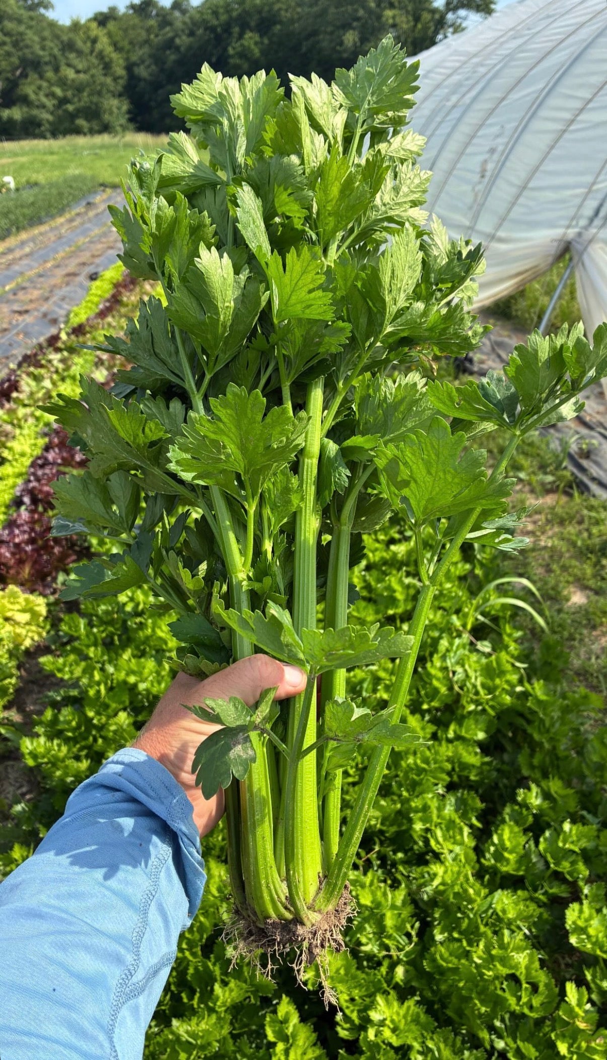 Celery (1 head)
