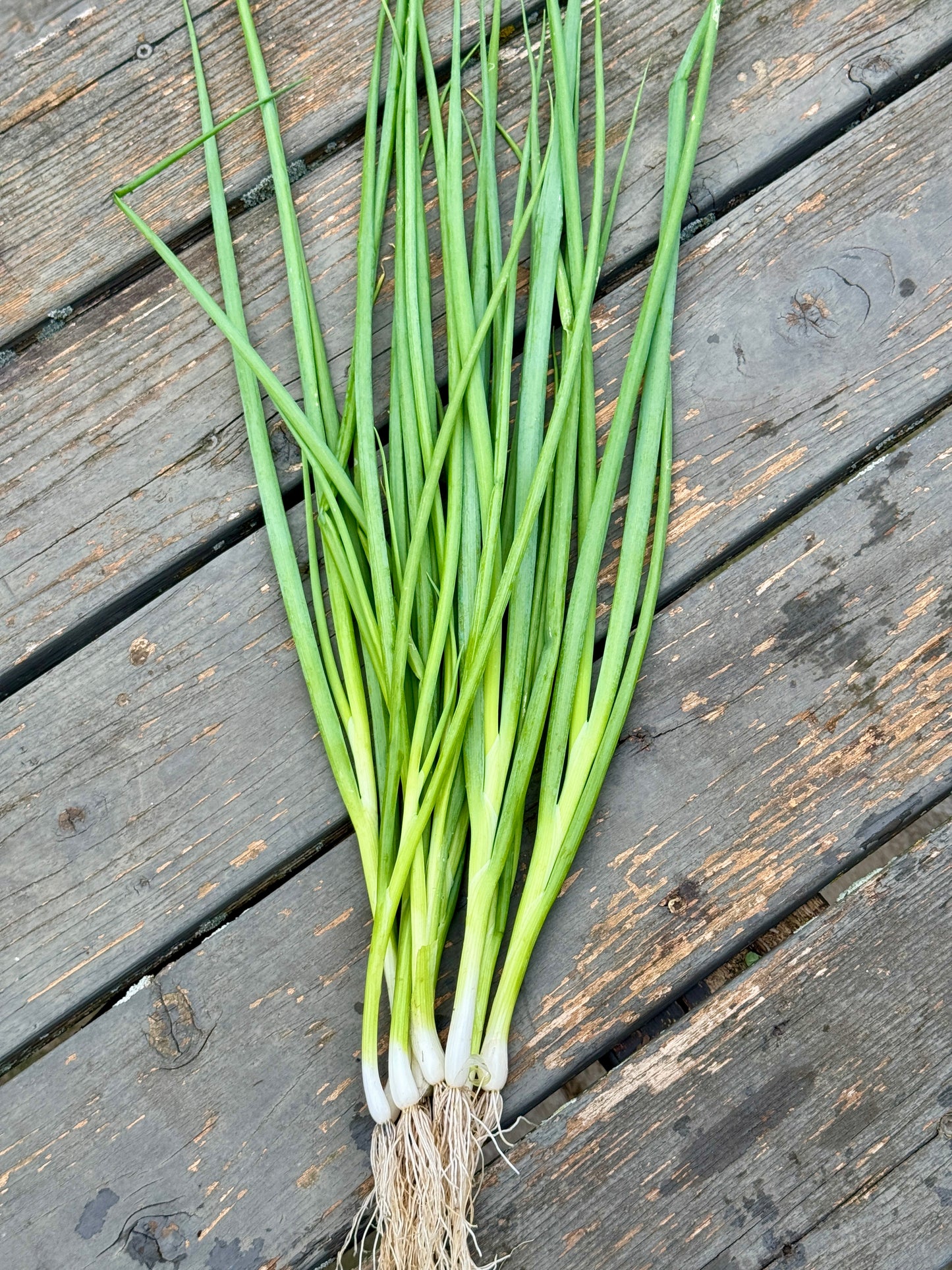 Green Onions (bundle)
