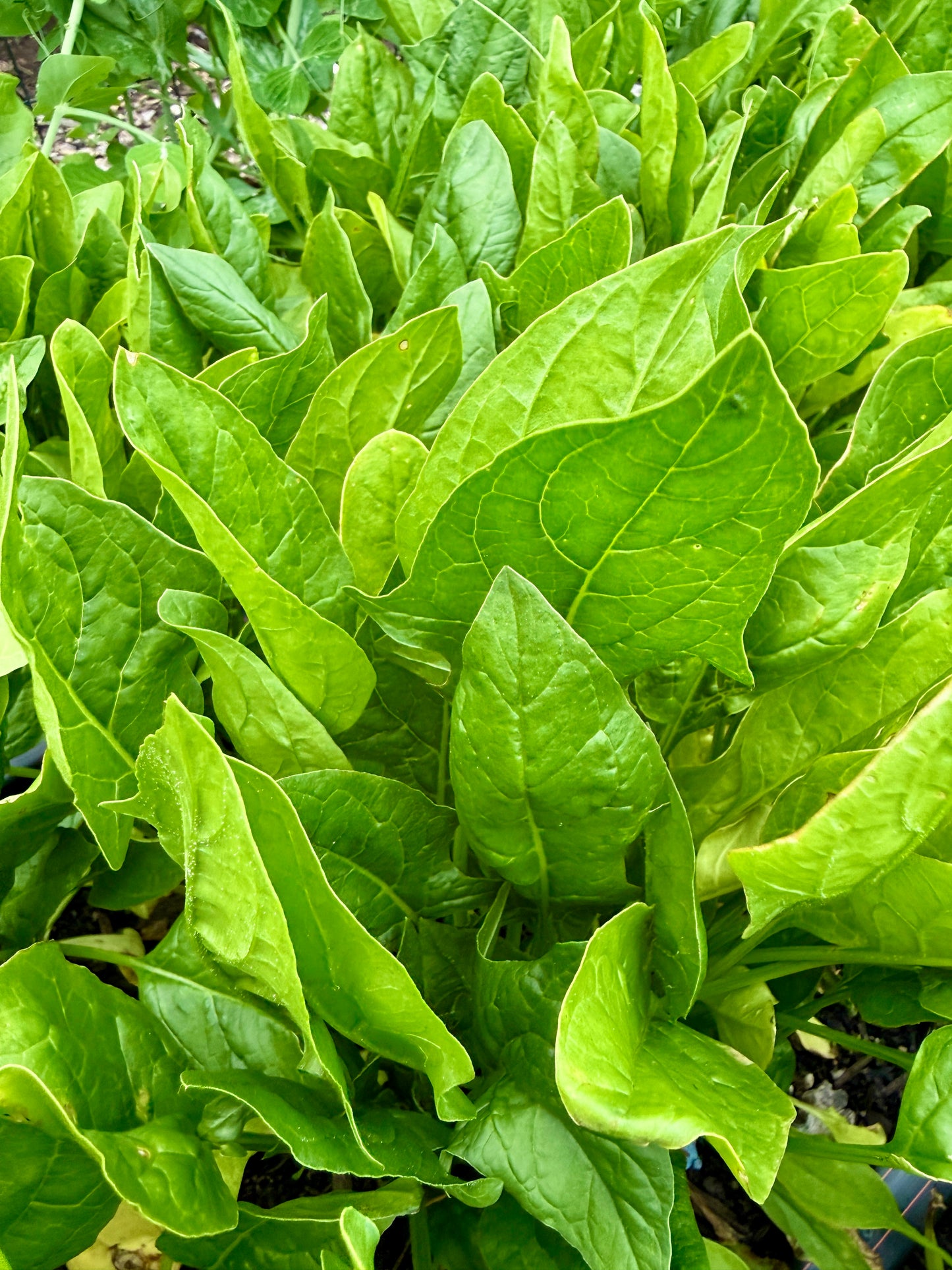 Baby Spinach (5 oz.)