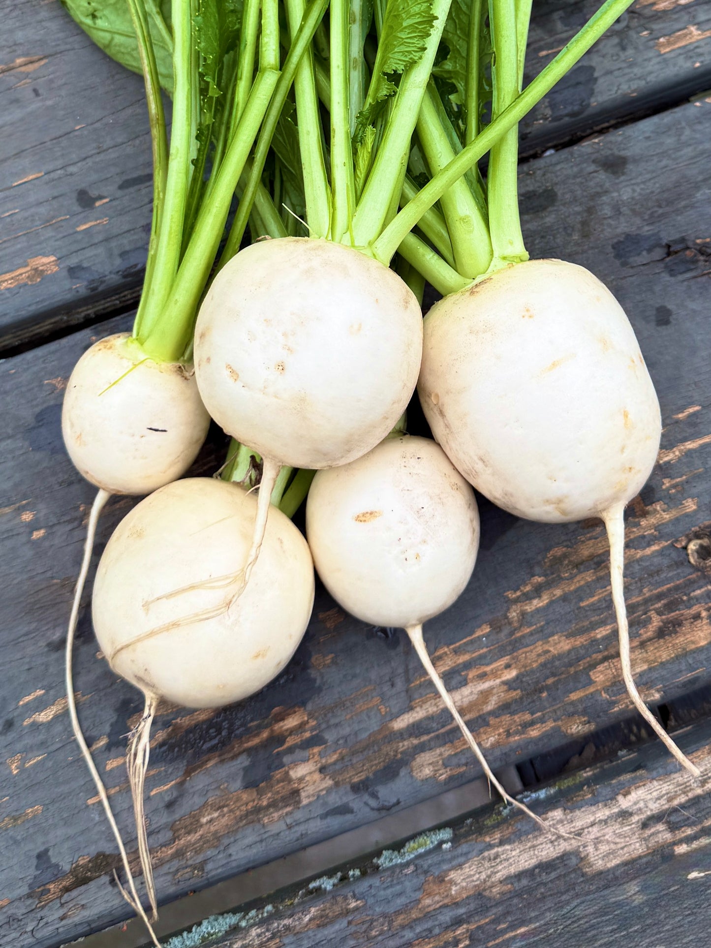 Hakurei Sweet Turnips (quart)
