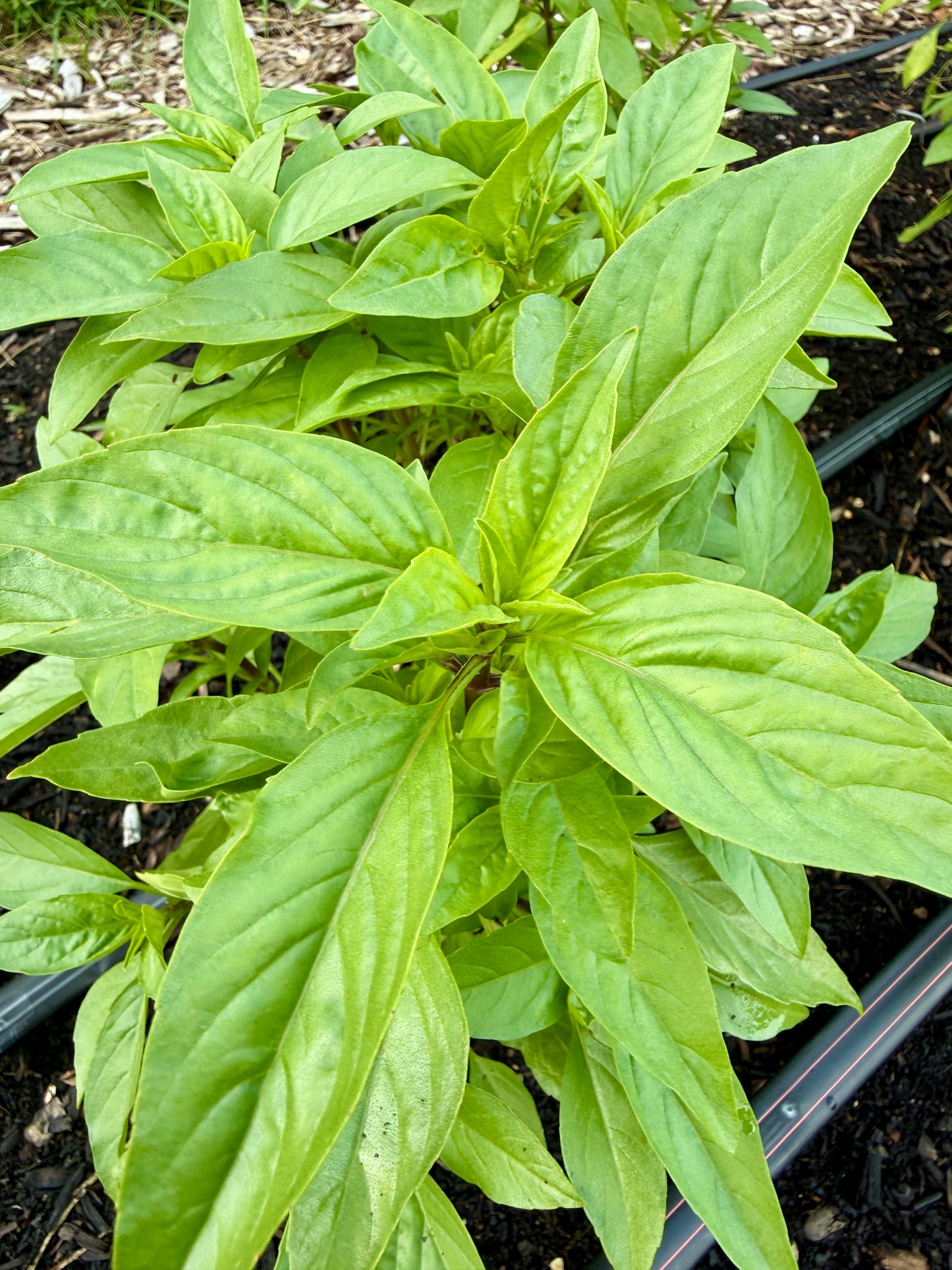 Thai Basil (bundle)