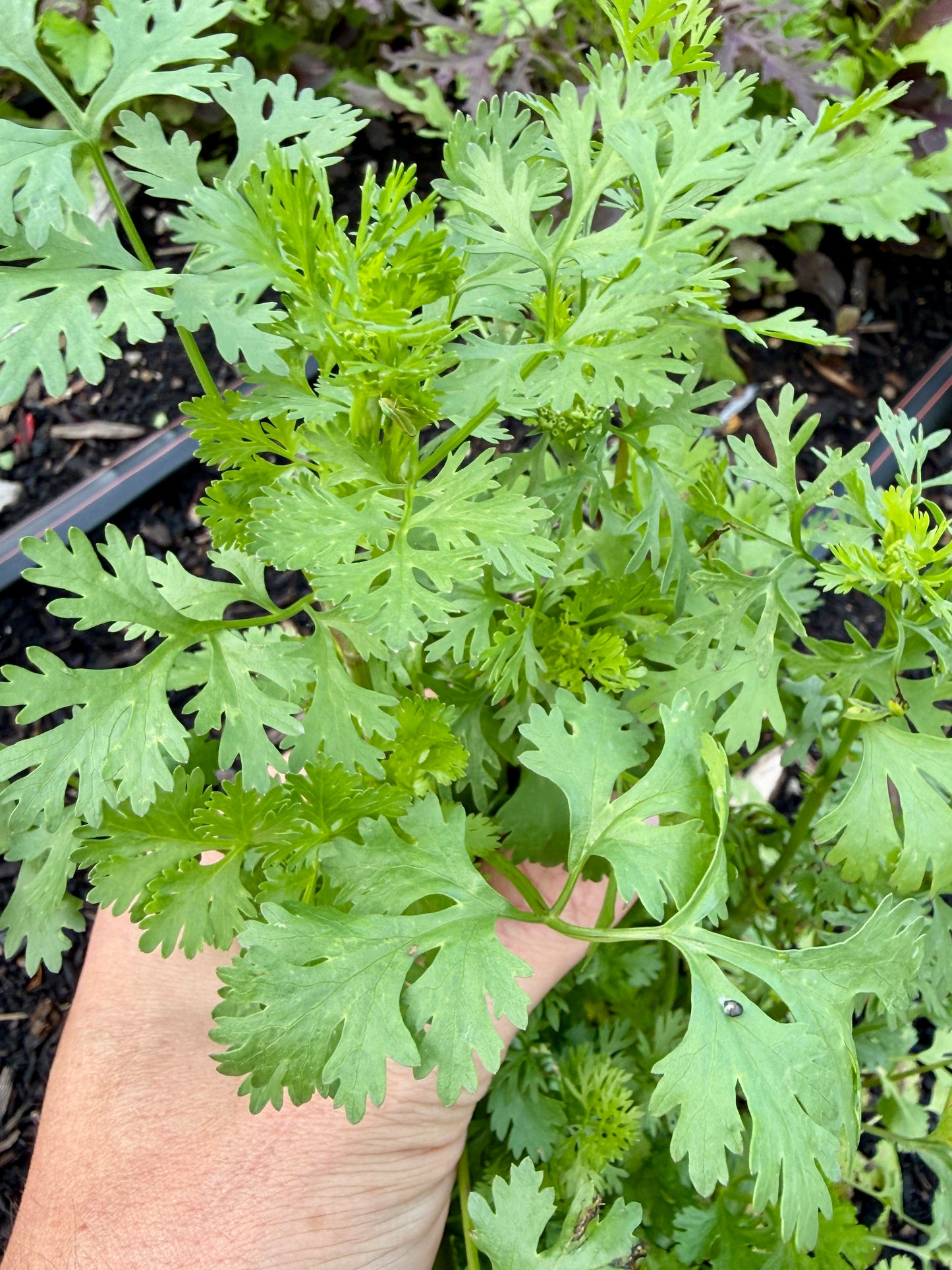 Cilantro (bundle)