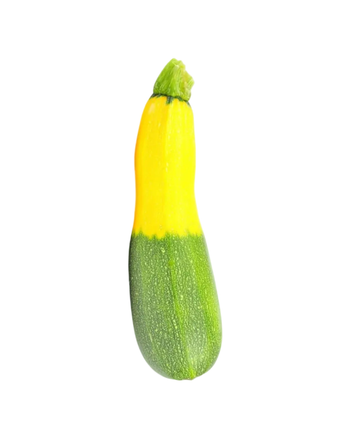 Zephyr Squash