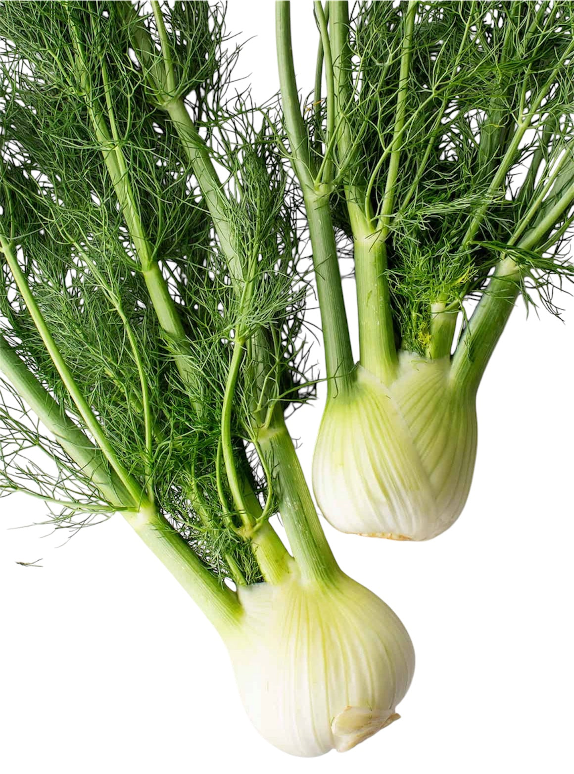 Fennel (1 head)