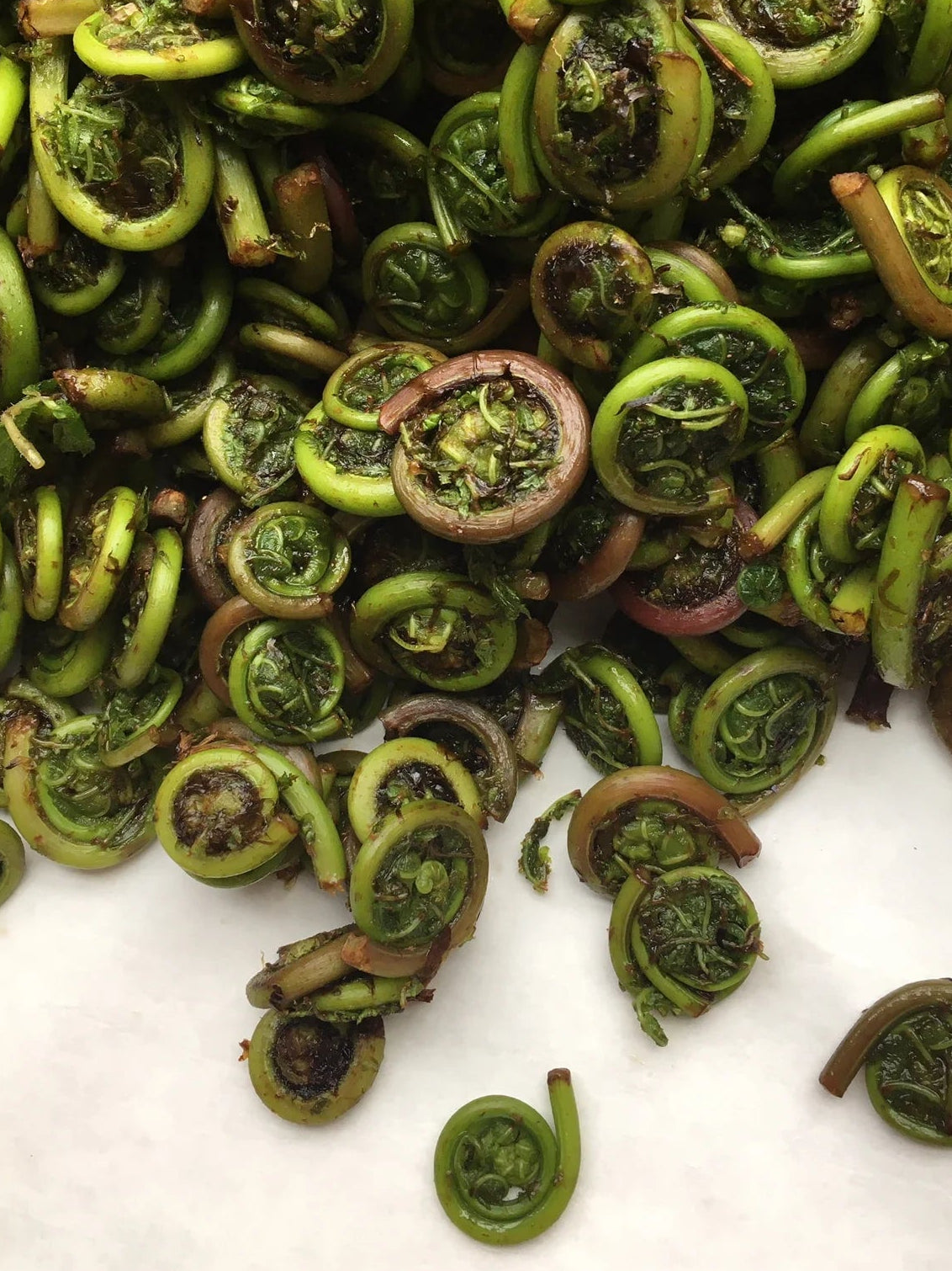 Fiddlehead Fern (6 oz.)