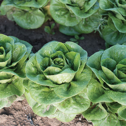 Little Gem Lettuce (head)