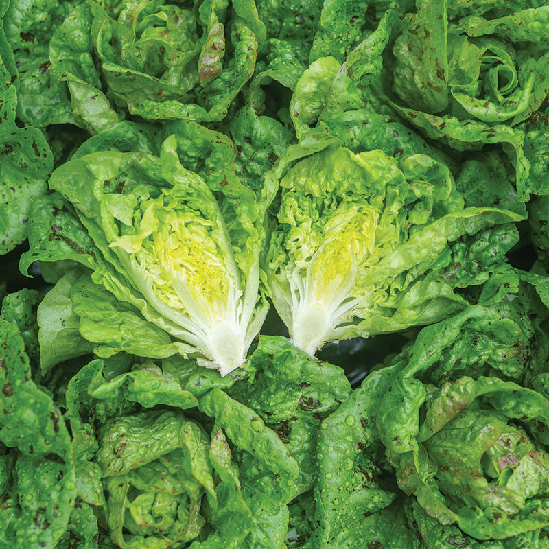 Little Gem Lettuce (head)