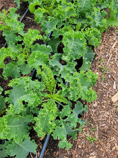 Curly Kale (bundle)