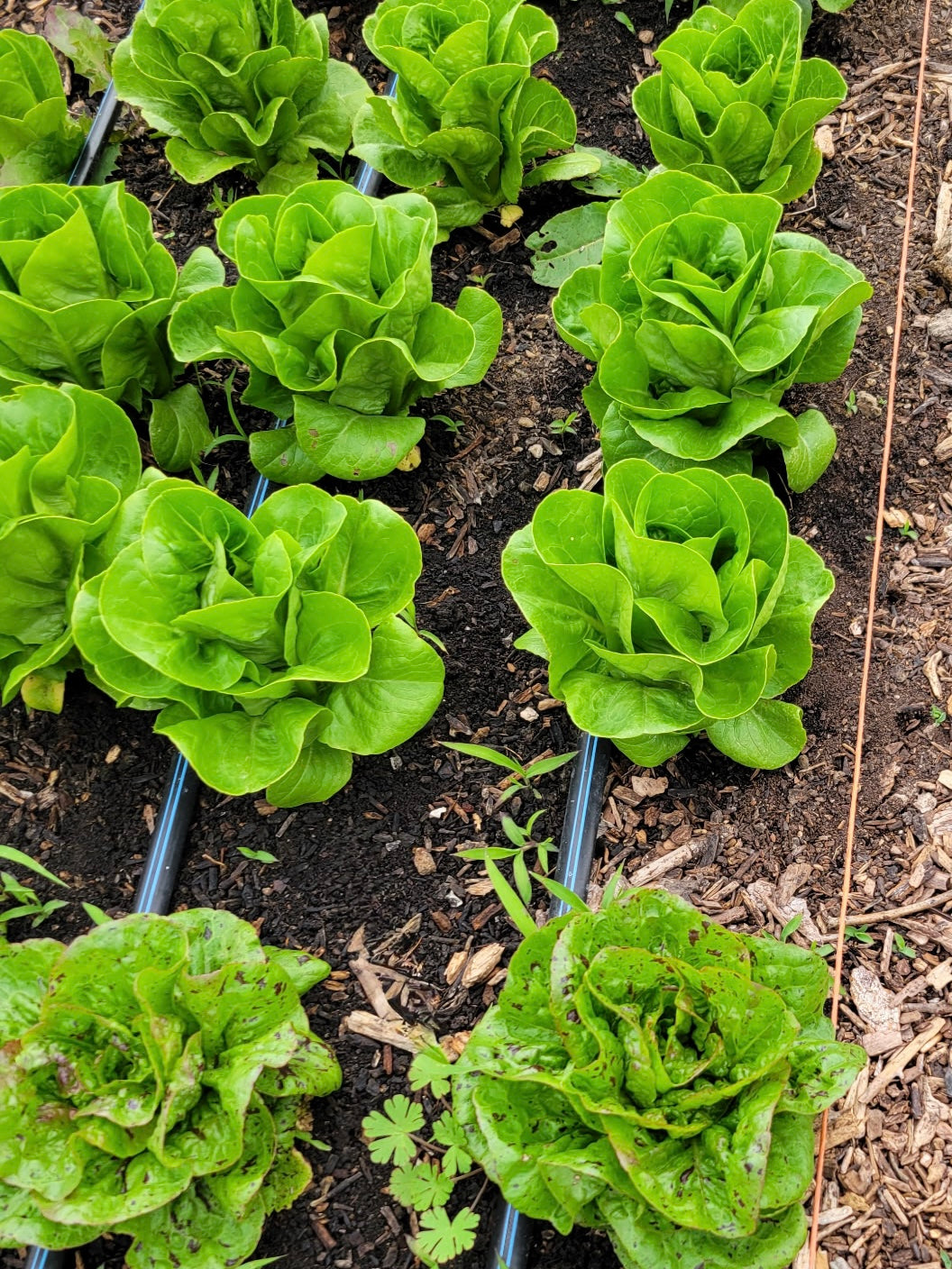 Little Gem Lettuce (head)