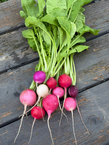 Easter Egg Radishes (bundle)