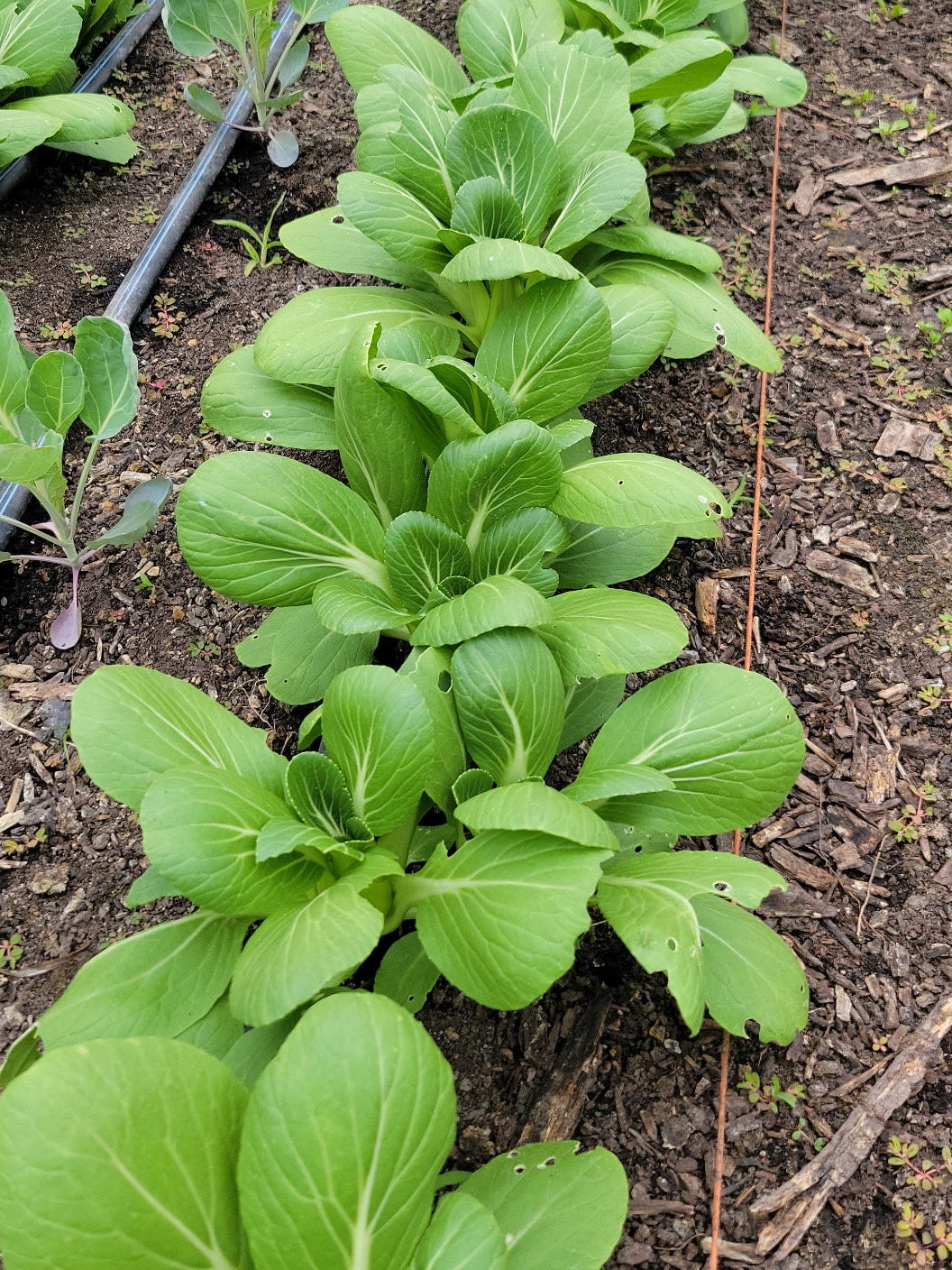 Baby Bok Choy (bundle)