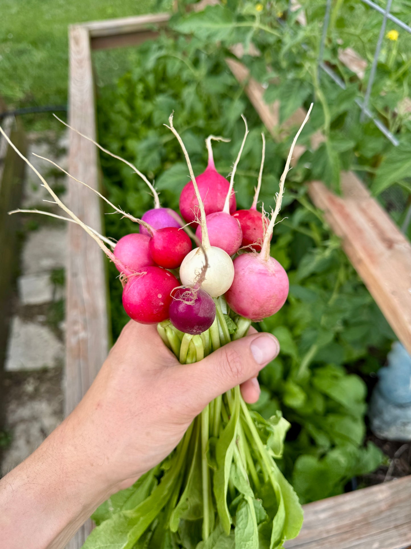 Easter Egg Radishes (bundle)