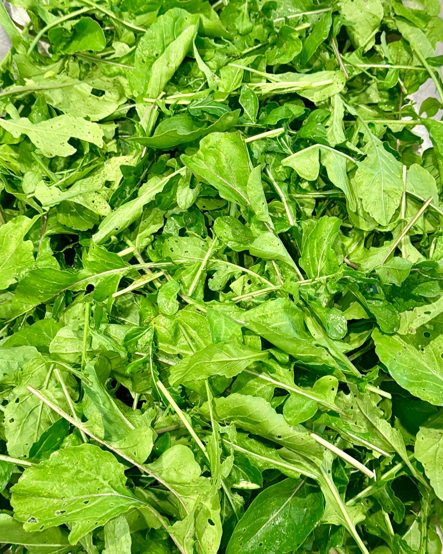 Arugula (6 oz.)