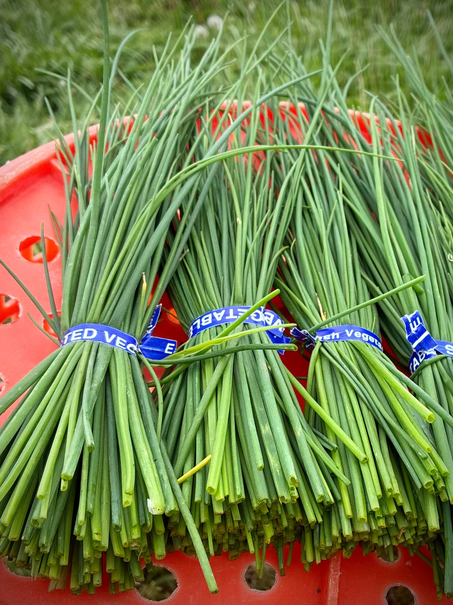 Chives (bundle)