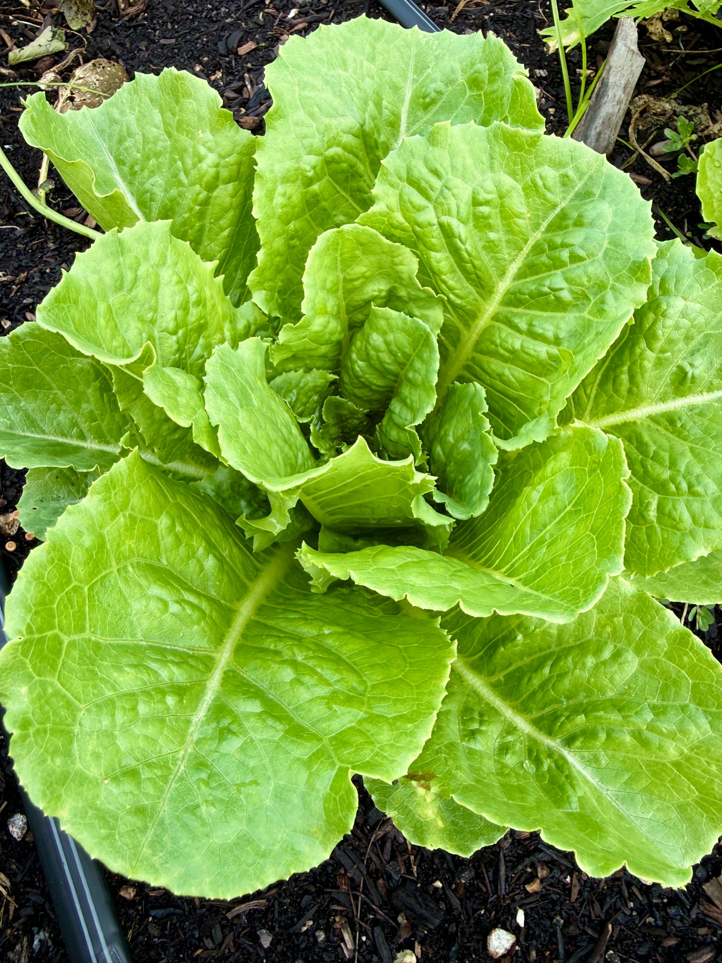 Baby Romaine Lettuce (head)