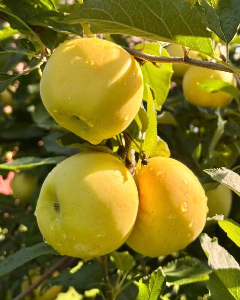 Apples (Blondee)