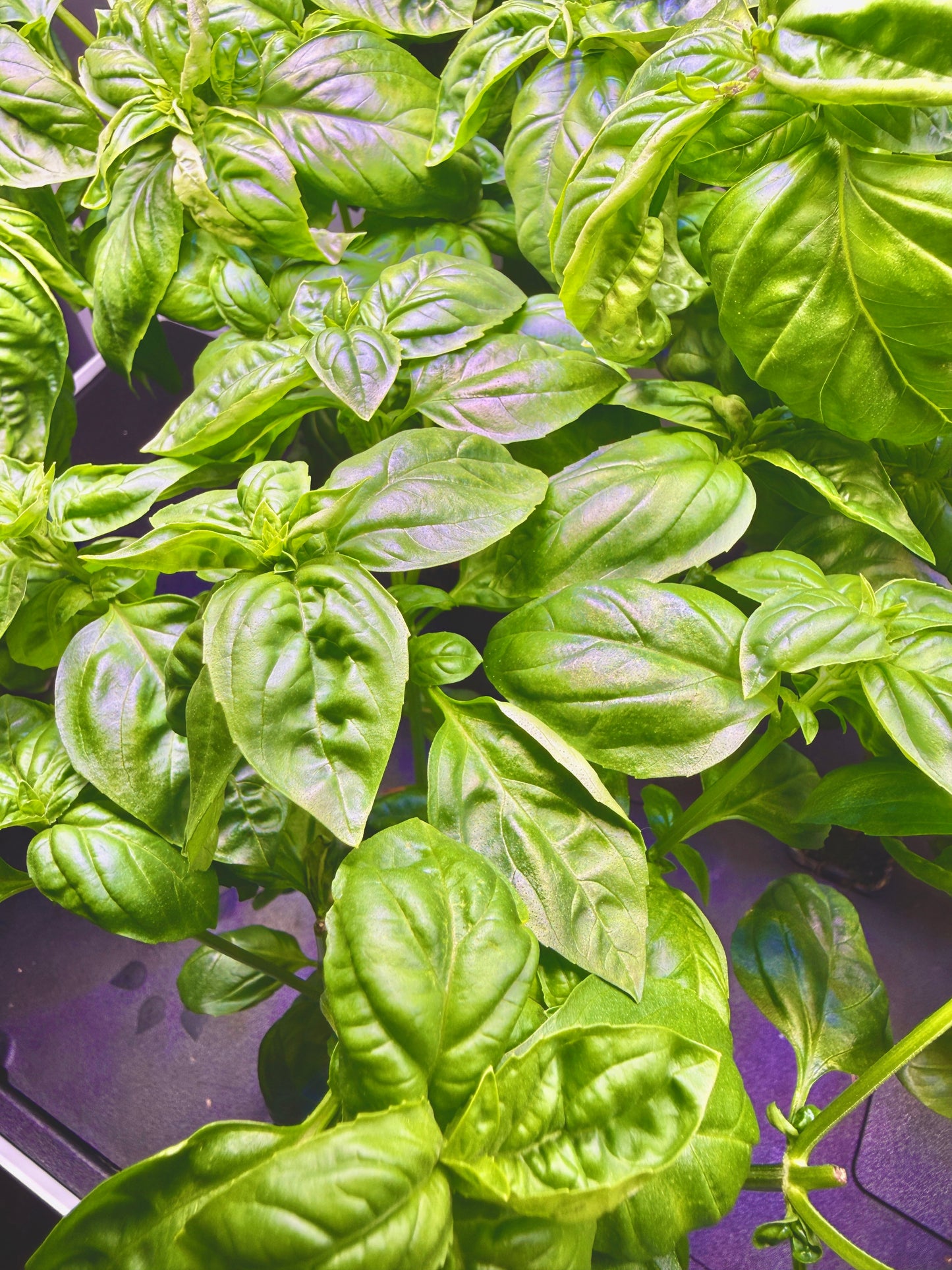 Sweet Basil (bundle)