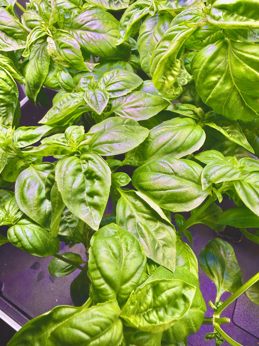 Sweet Basil (bundle)