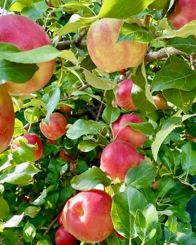 Apples (Honeycrisp)
