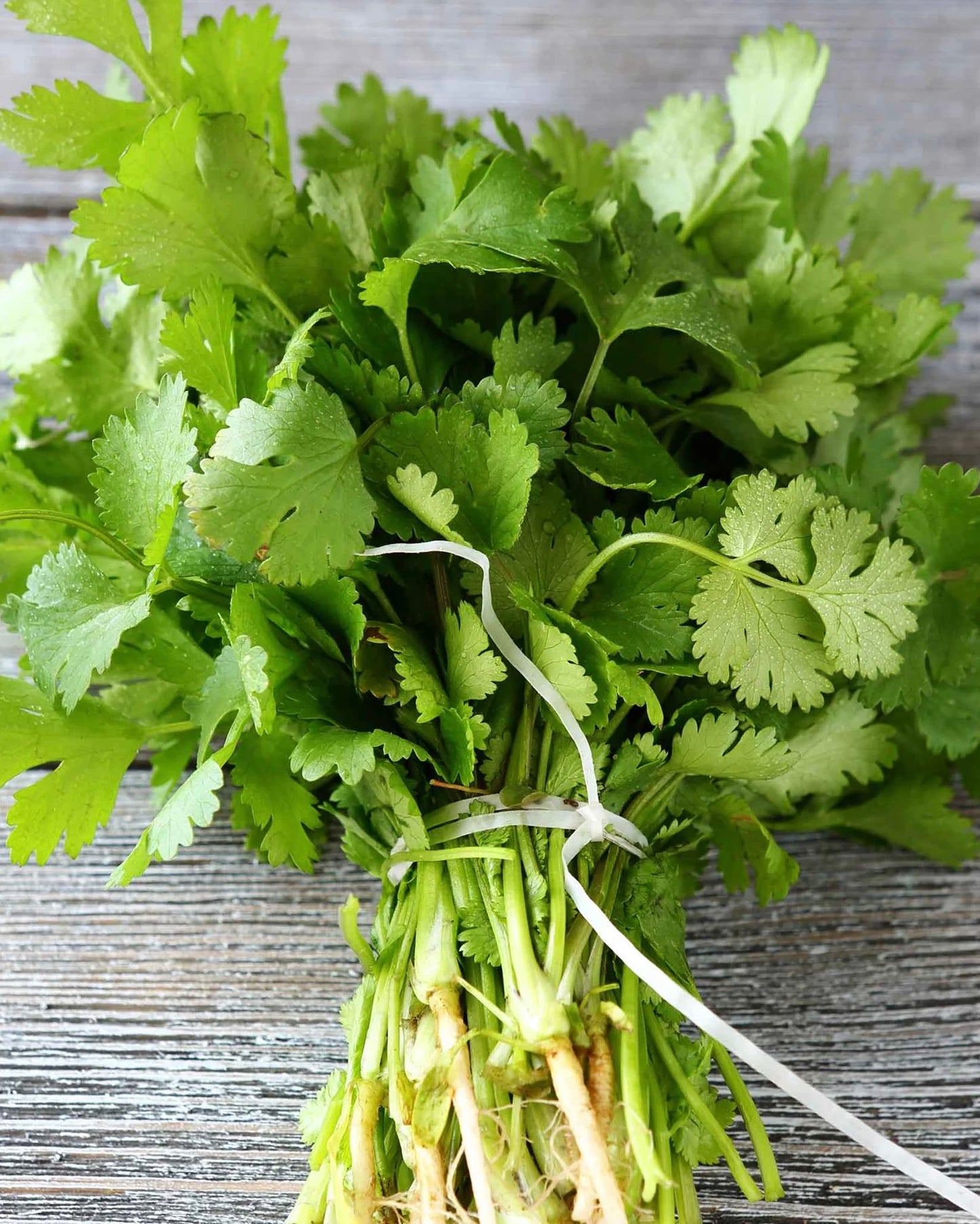 Cilantro (bundle)