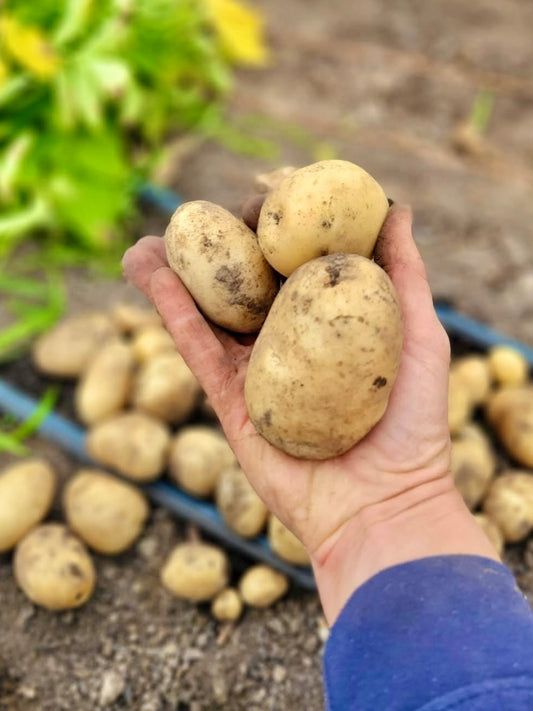 Yukon Gold Potatoes (2 lb.)