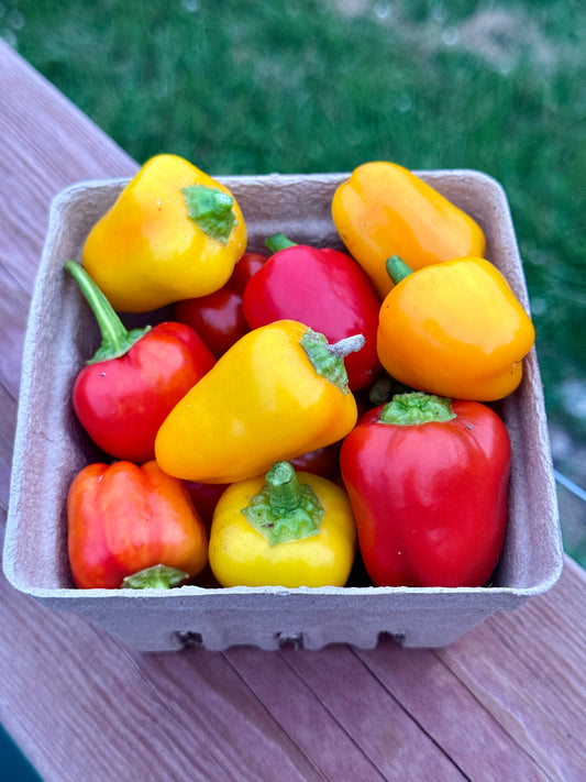 Lunchbox Peppers (pint)