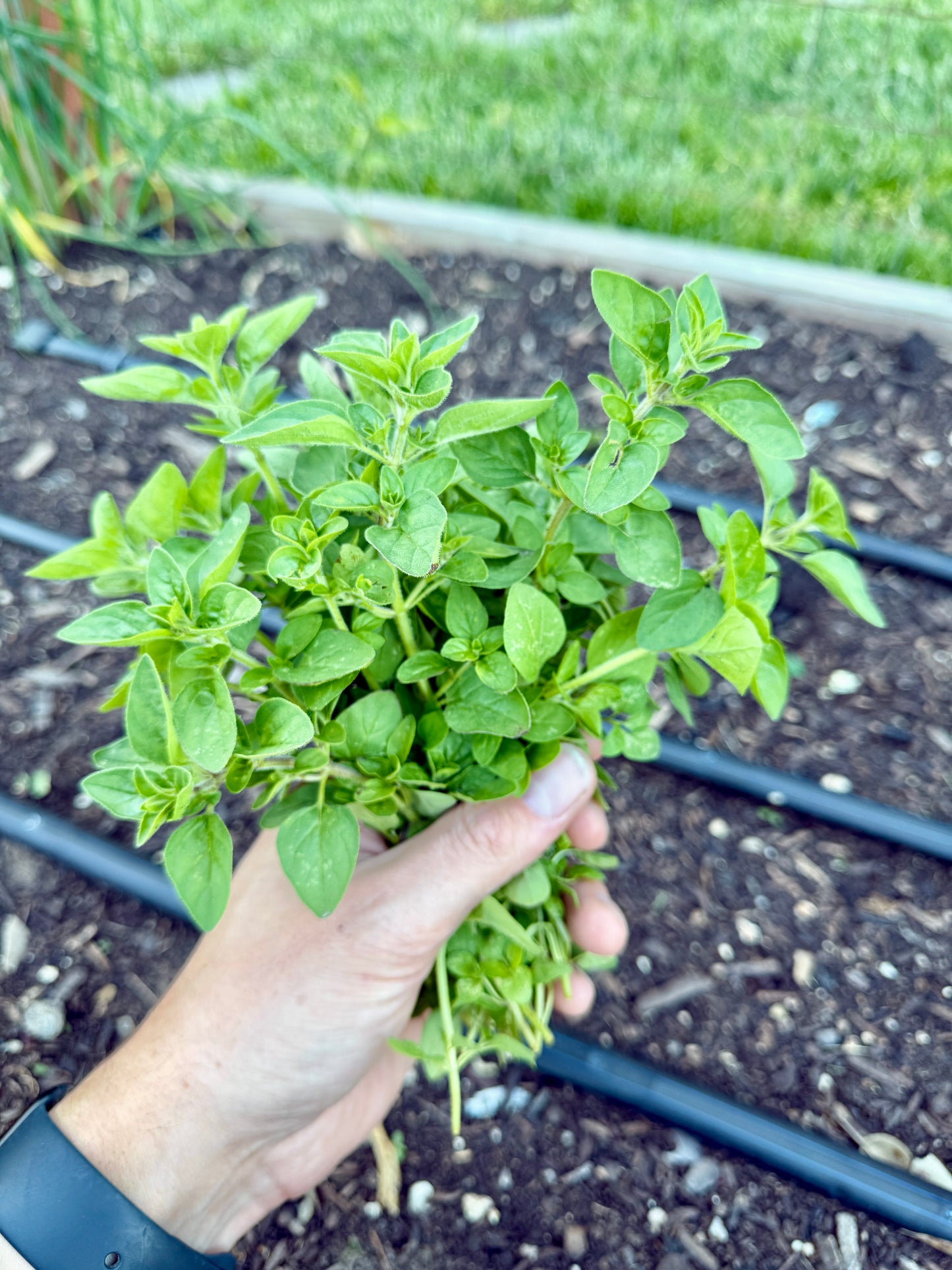 Oregano (bundle)