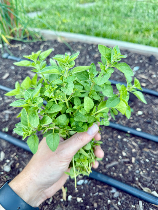Oregano (bundle)