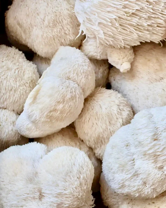 Lion's Mane Mushrooms (6 oz.)