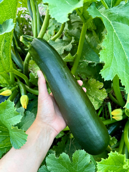 Zucchini Squash (1 lb.)