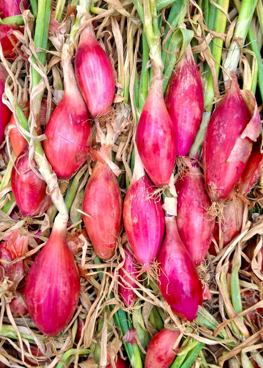 Tropea Red Onions (1 lb.)