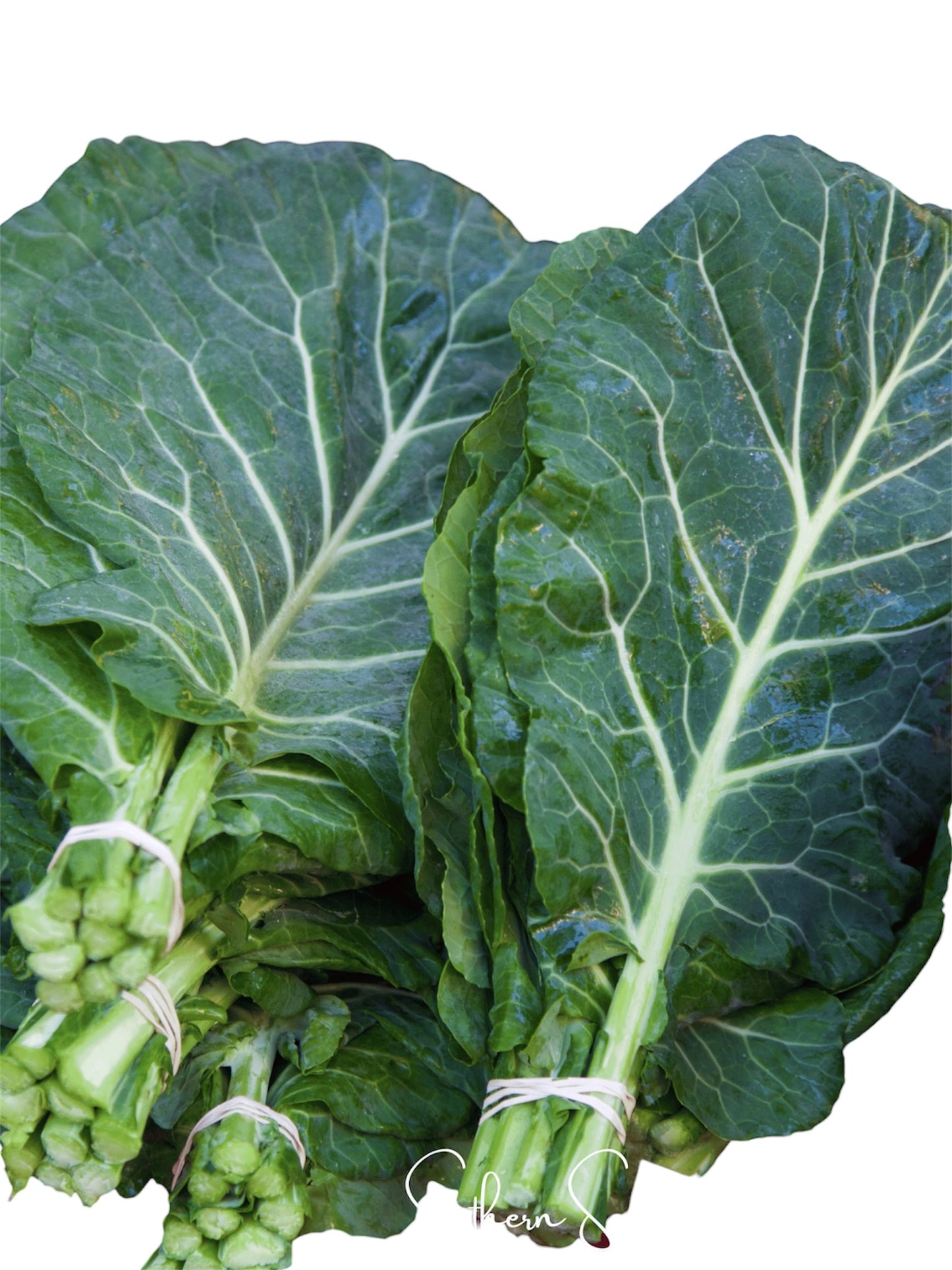 Collard Greens (bundle)