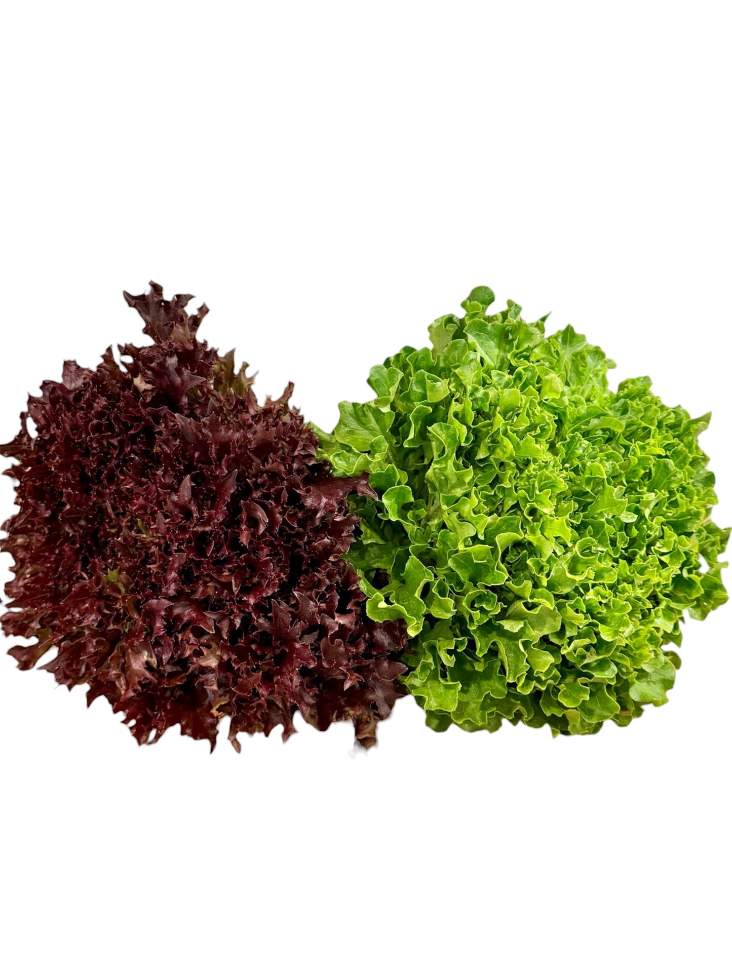 Salanova lettuce (head)