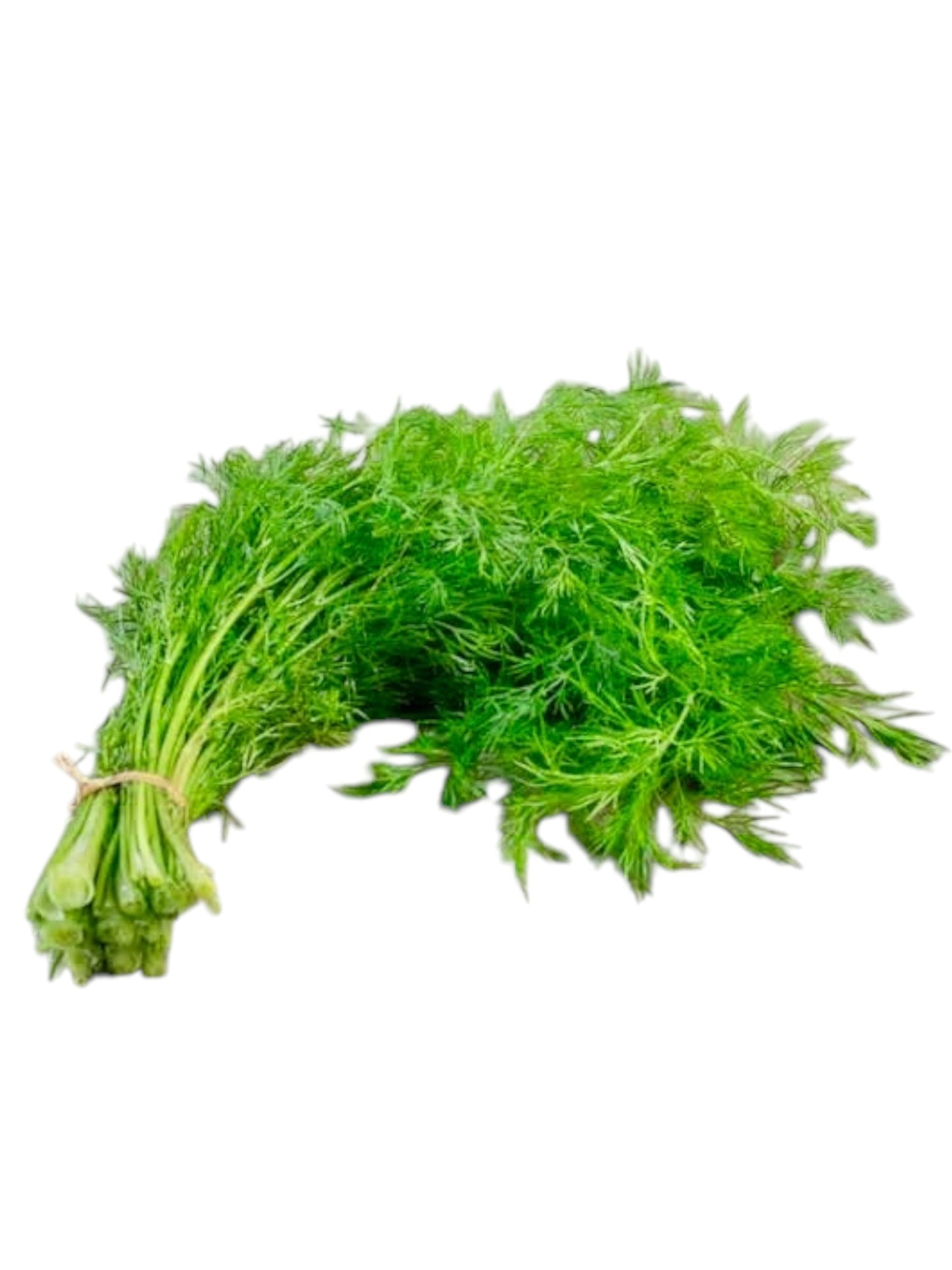 Dill (bundle)