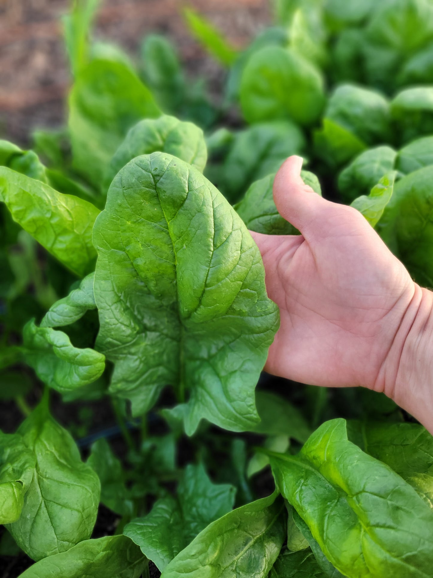 Tender Leaf Spinach (6 oz.)
