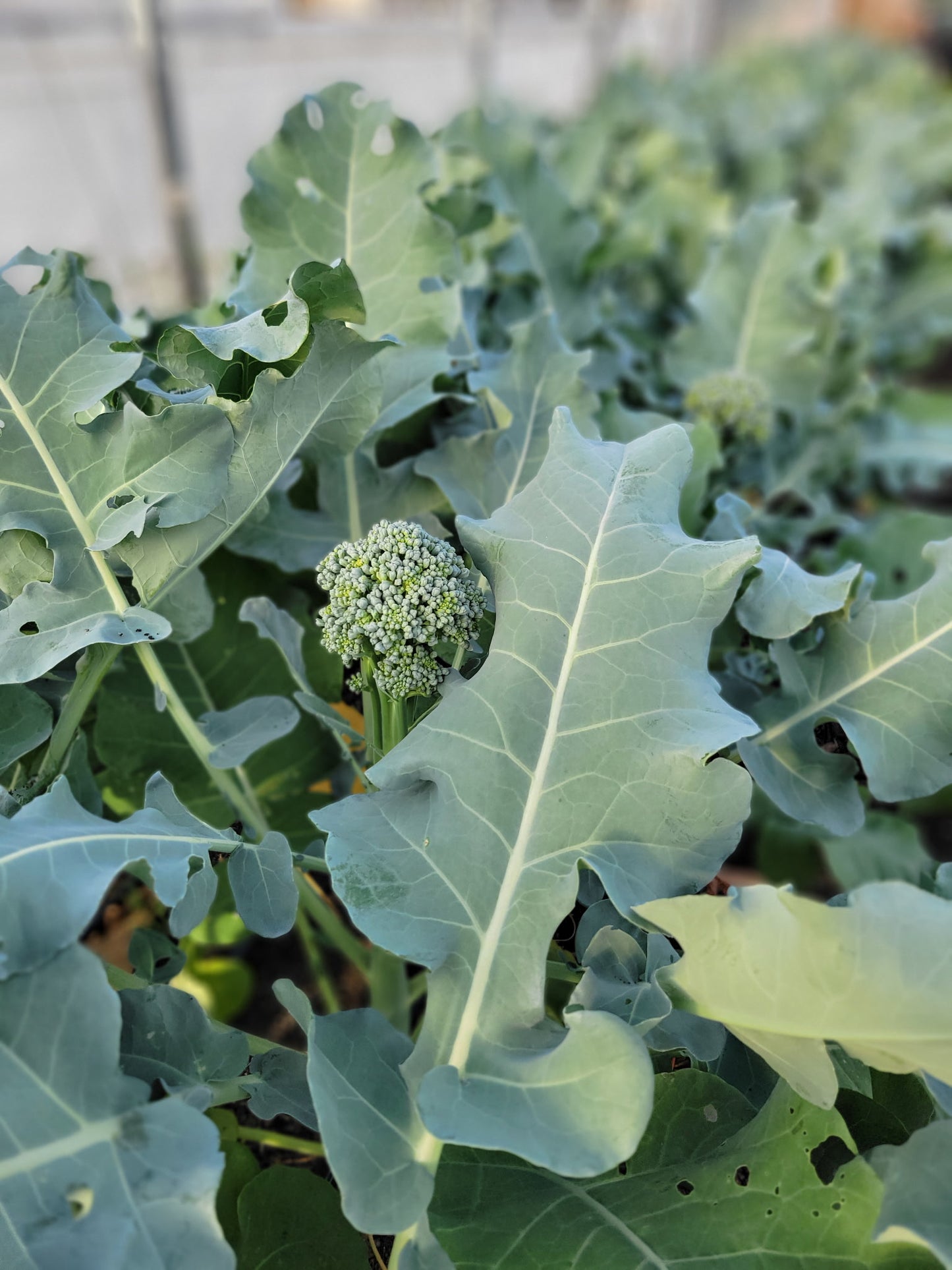 Mini Bunching Broccoli (bundle)