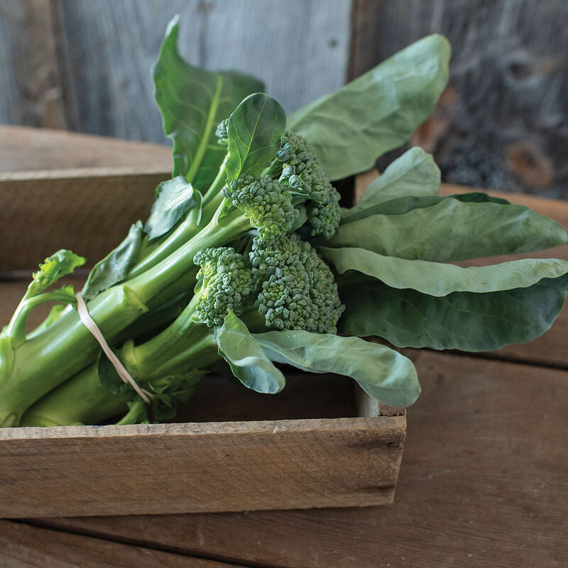 Mini Bunching Broccoli (bundle)