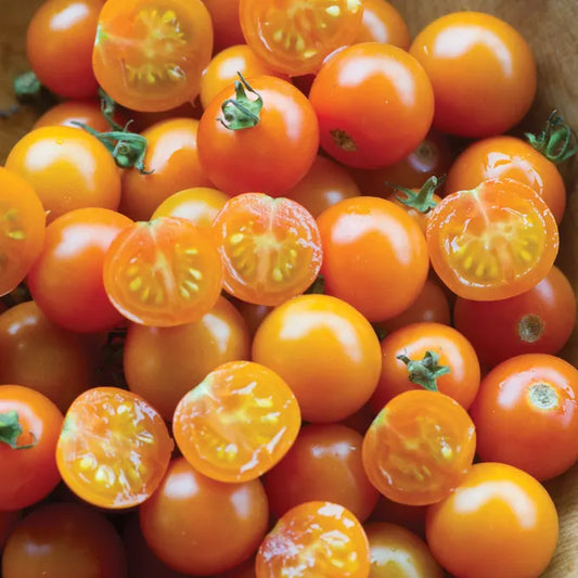 Sungold Tomatoes (pint)