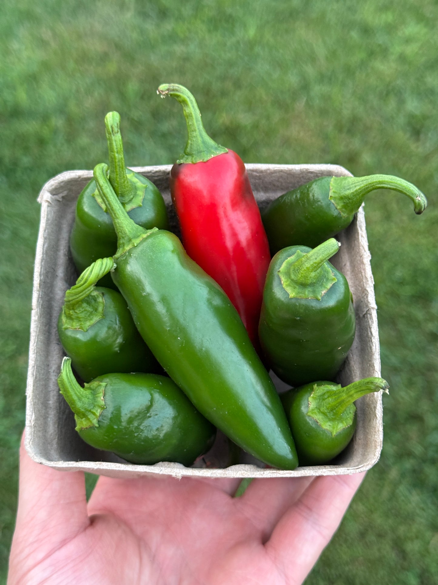 Jalapeño Peppers (pint)