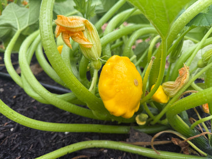 Patty Pan Squash (1 lb)